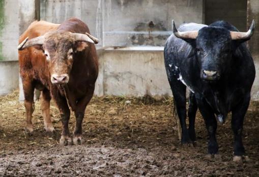 Toros en los corrales