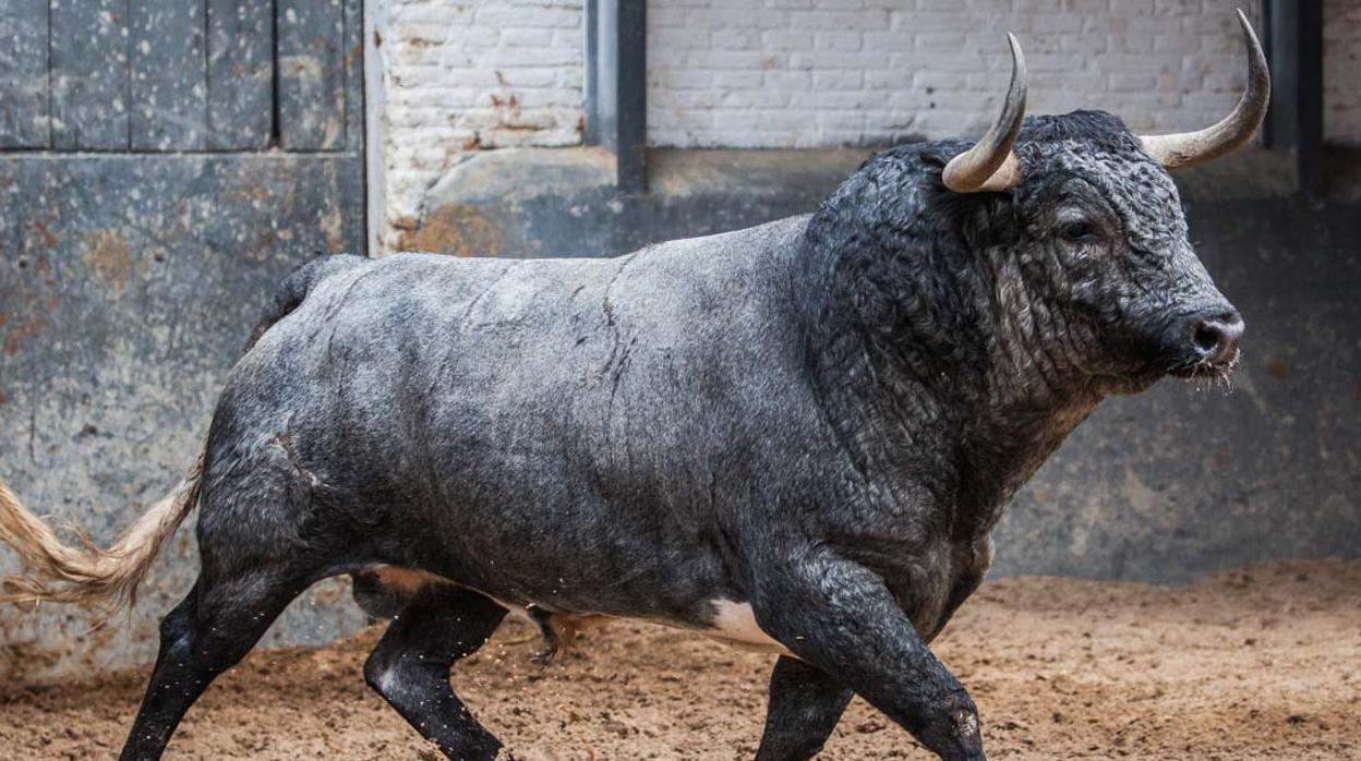 Toro de Partido de Resina el pasado 12 de octubre en los corrales de Las Ventas