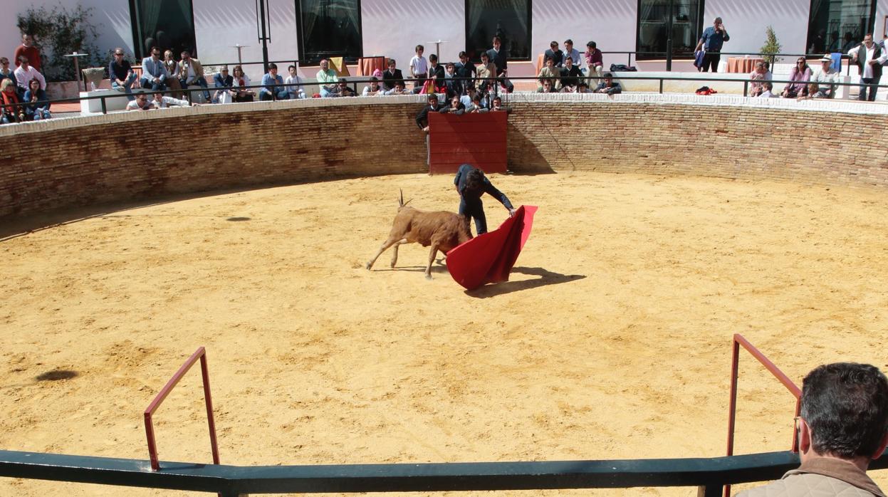 La plaza de toros en uno de los tentaderos de la escuela