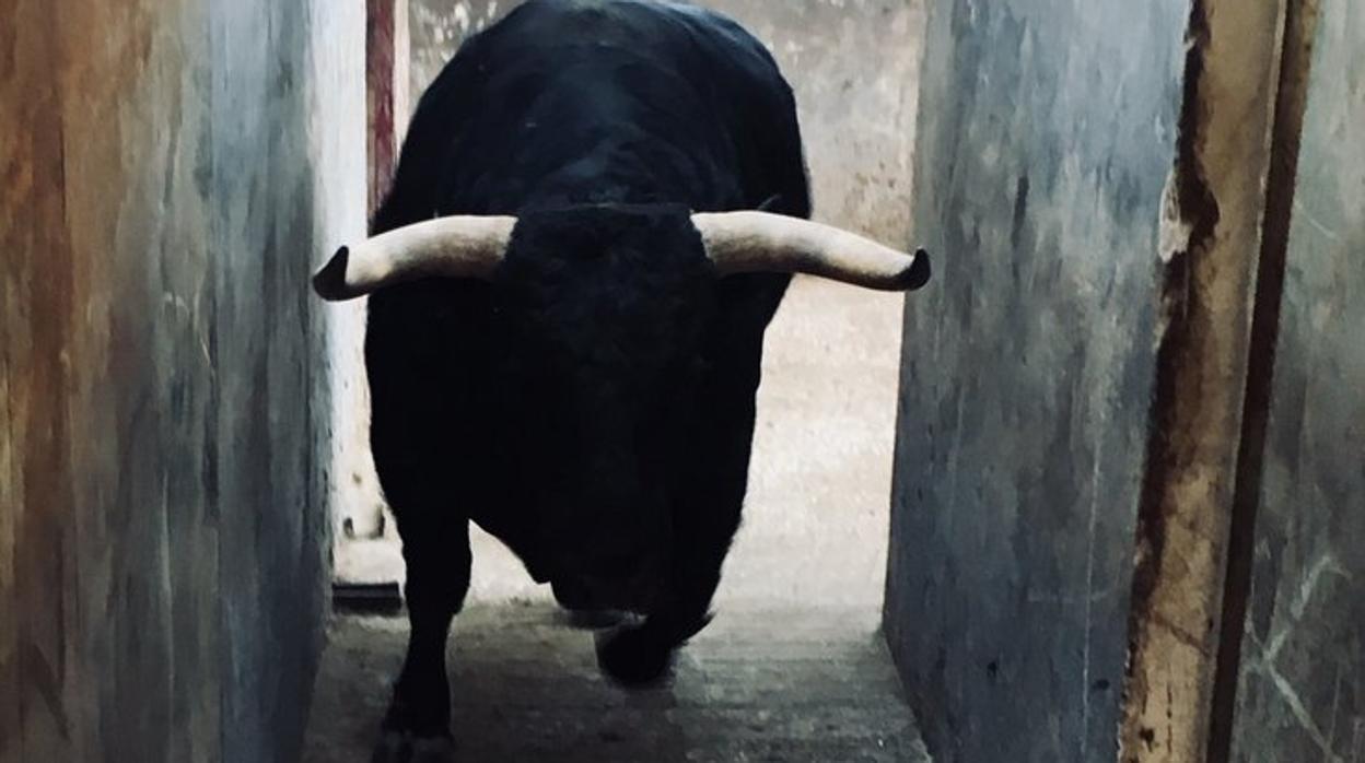 Estas son las corridas de toros que se lidiarán en San Fermín 2019