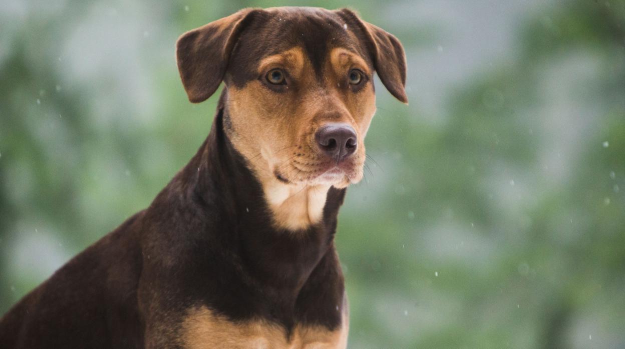 Shelby, el perro que da vida a Bella en la película «Uno más de la familia»