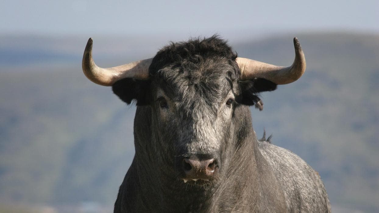 El toro bravo llega al ruedo del Parlamento Europeo