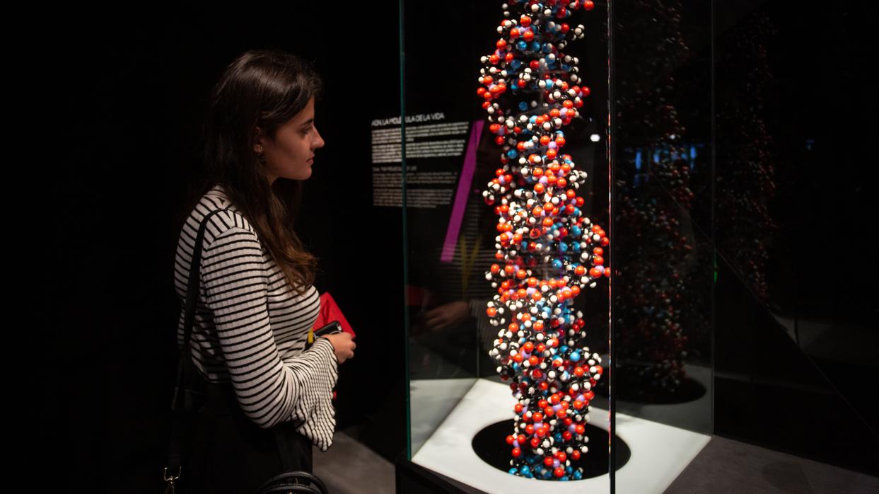 Una visitante observa una cadena de ADN en la exposición del CaixaForum