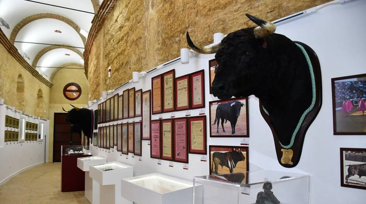 Carteles y cabezas de toros lidiados en la plaza, se exponen en el nuevo museo taurino
