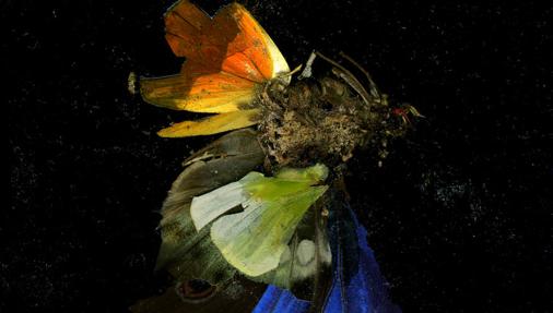 Obra de Matt Collishaw