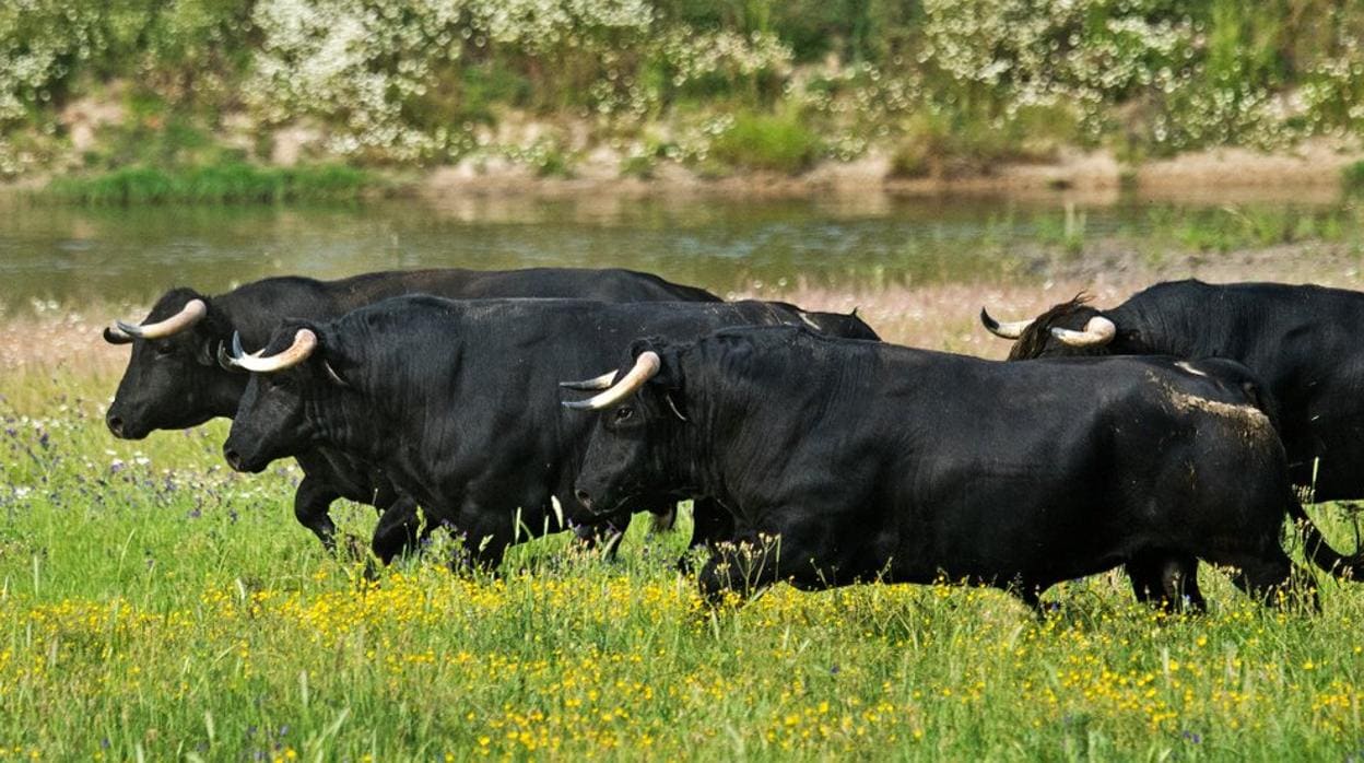 Los ganaderos de bravo exigen a los líderes políticos quince medidas en defensa del toro de lidia