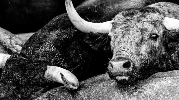 Así fue el esperado desembarque de los toros de Victorino en Las Ventas