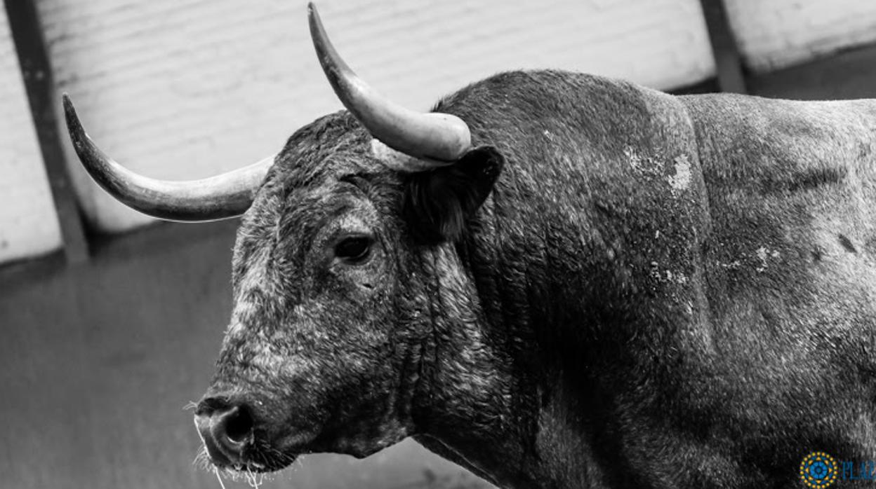 Fernando Robleño dejó buenos muletazos