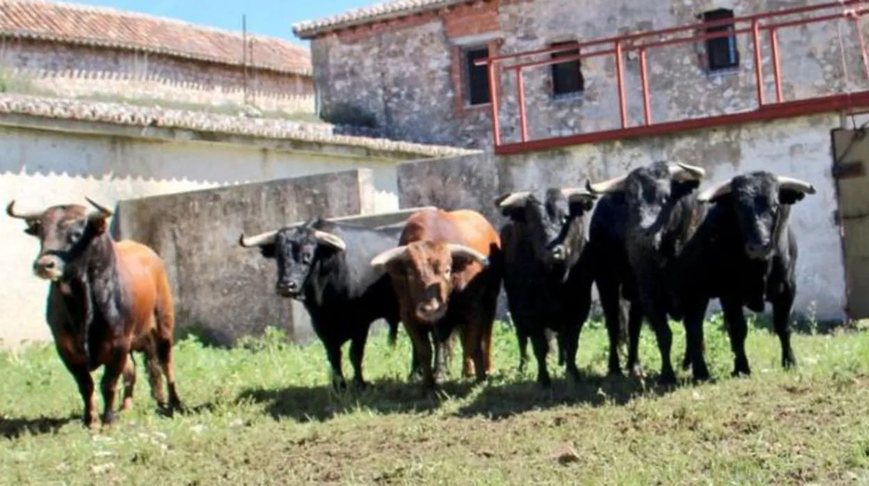 «Zapatero», entre los seis toros que se lidian esta tarde en Briihuega