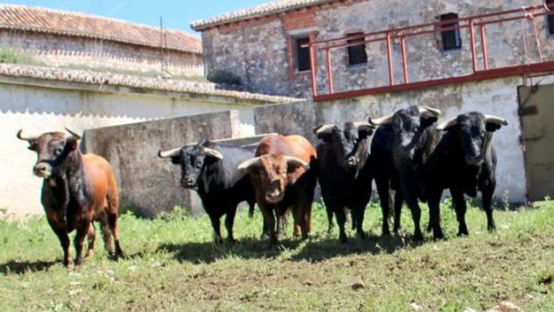 El toro «Zapatero», de la ganadería de Herederos de Sánchez y Sánchez, abre la corrida de hoy en Brihuega