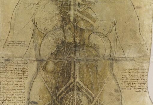 Dibujo médico del sistema cardiovascular donde ha sido hallada la huella del pulgar izquierdo de Leonardo