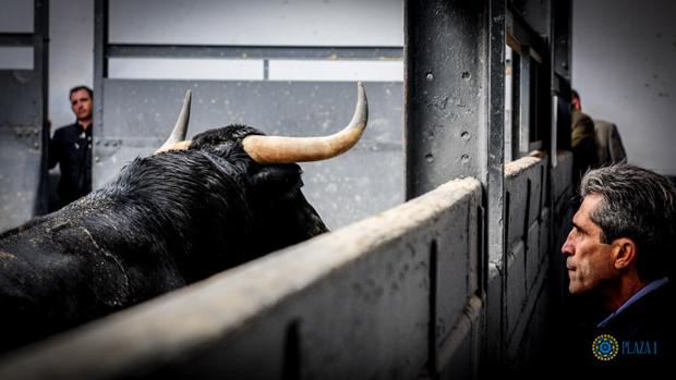 Directo: Ginés Marín, Luis David y Pablo Aguado, con los toros de Montalvo en San Isidro