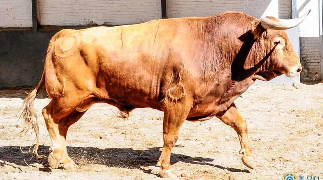 Emilio Muñoz observa uno de los toros de esta tarde