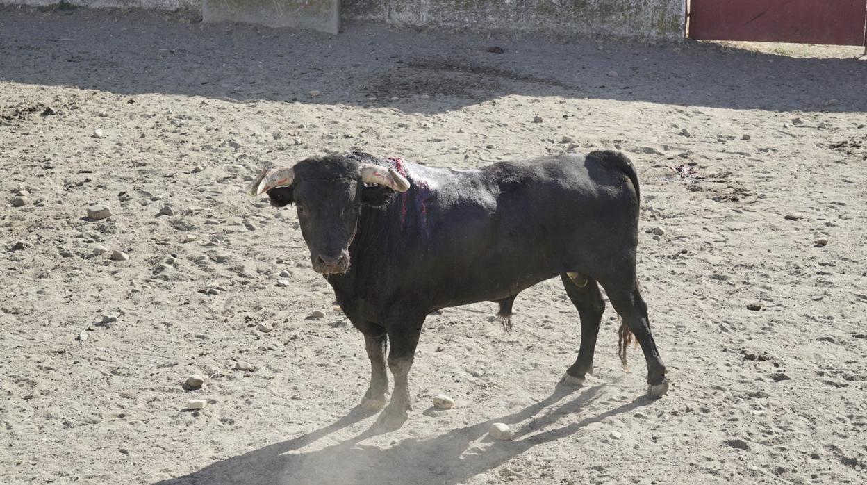 El toro, ya en Zahariche, con los veterinarios