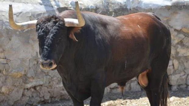 Un toro se escapa de su caserío y mata a un hombre de 68 años en Azpeitia