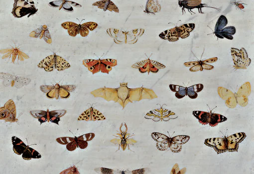 «Estudio de mariposas e insectos», de Jan van Kessel el Viejo (1667)