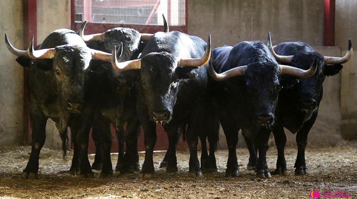 Directo: la corrida de Adolfo Martín, toro a toro en la Feria del Pilar