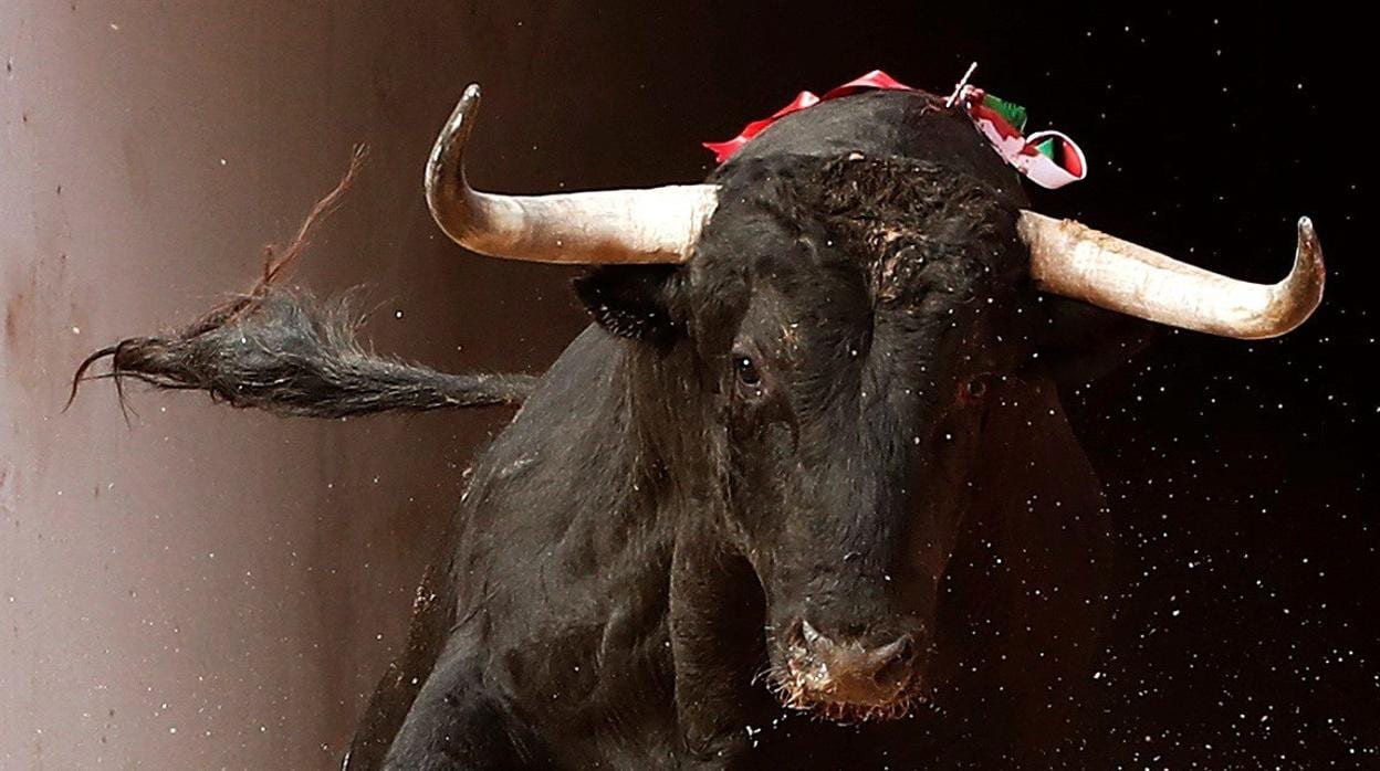 Toro lidiado este año en Pamplona