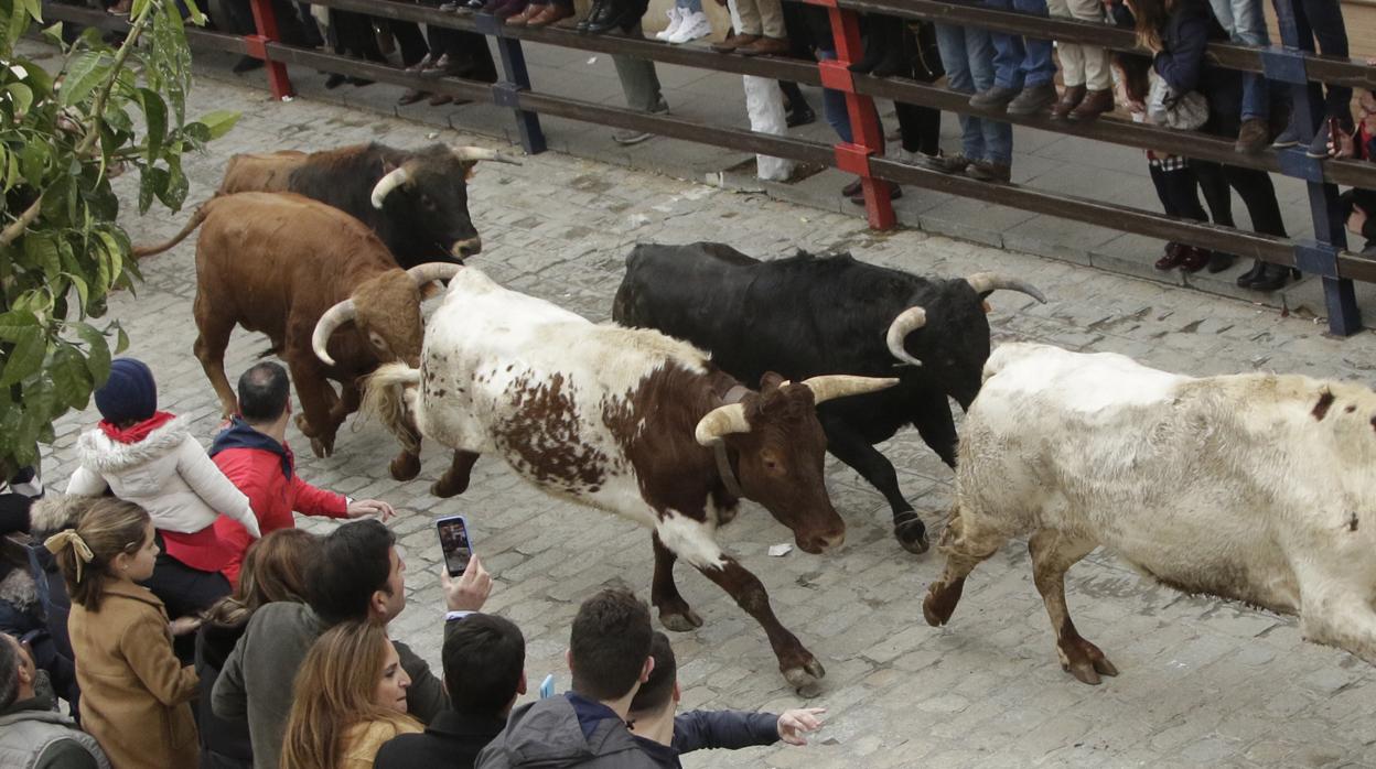 Los novillos que se lidiaron por la tarde, corrieron el encierro matinal por la calle larga de la Puebla