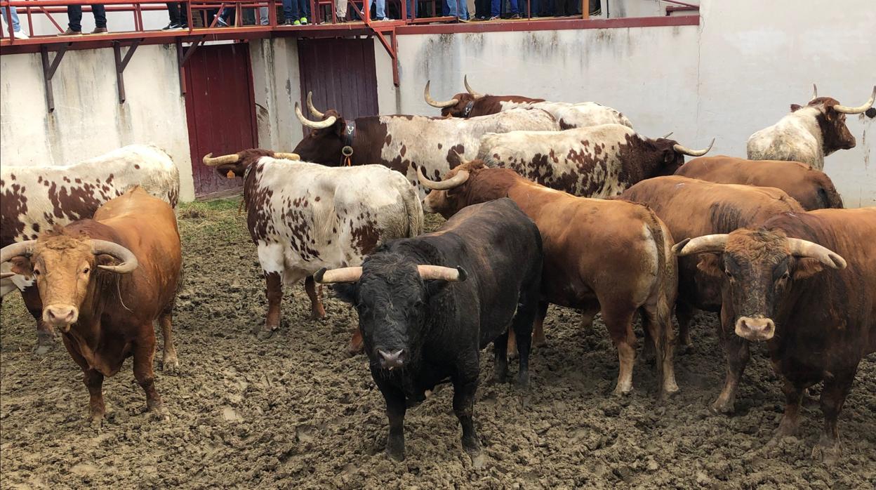 Toros de Alcurrucén para esta tarde