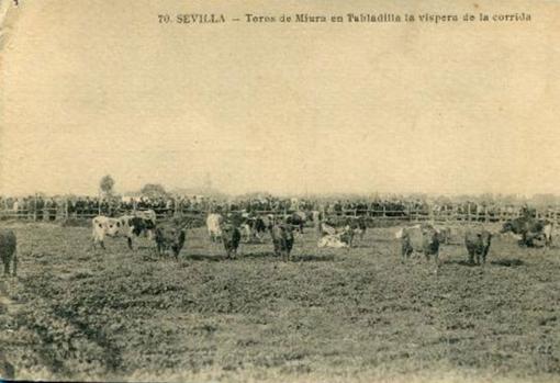 Cien años de Tablada, paraíso de libertad de los torerillos de Triana