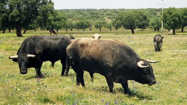 Los ganaderos de lidia piden al Gobierno ser incluidos en las ayudas por esta crisis