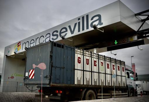 Un camión cargado de toros, entrando el pasado jueves en el matadero de Mercasevilla