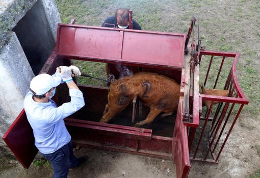 Así se vive un herradero en las ganaderías de toros bravos en tiempos de confinamiento