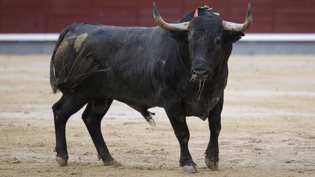 El origen de la expresión «no hay quinto (toro) malo»