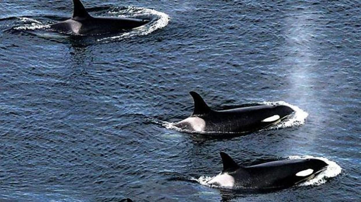 Familia de orcas