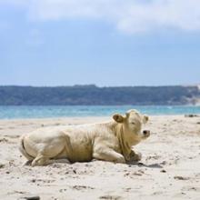 Vaca en Bolonia, Tarifa