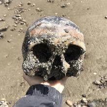 Cráneo hallado a orillas del Támesis