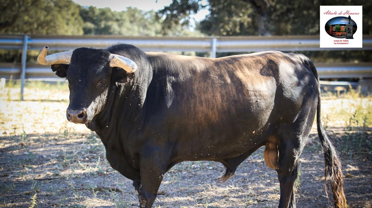 Uno de los toros reseñados para Alcalá