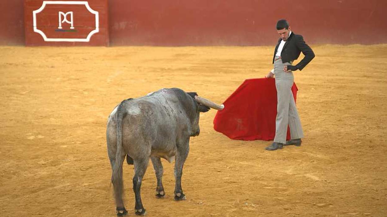 Alejandro Talavante, con un toro de Adolfo Martín en la finca de Cayetano Muñoz