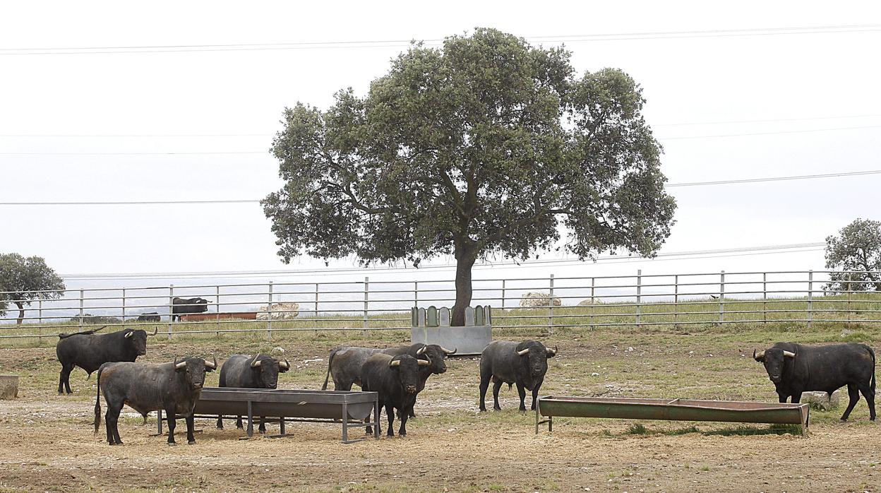 La Eurocámara quiere excluir a los toros de lidia de las ayudas de la PAC