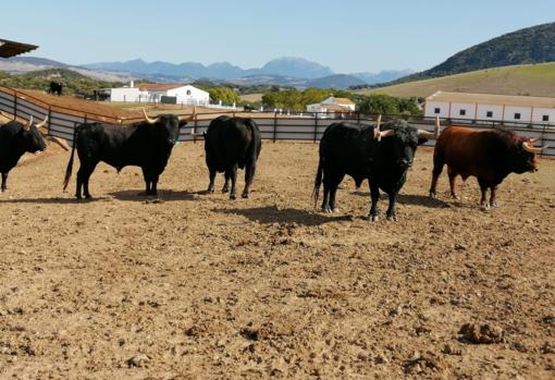 Ricardo Gallardo: «El toro es la máquina perfecta de gastar y romper»