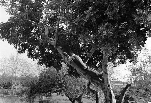 «El árbol. El árbol y el hombre. Encima del árbol» (1975)