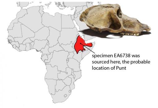 Mapa de África y cráneo del espécimen EA6738, dell Museo Británico. Su análisis isotópico indica la importación de algún lugar de la región sombreada en rojo