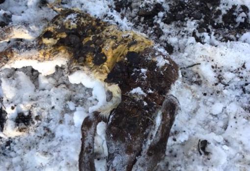 La muerte al nacer, aún con la placenta encima