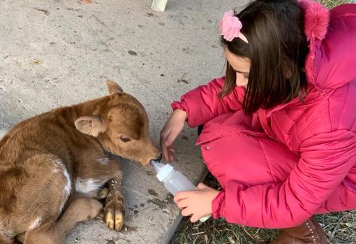 Valentina, hija del ganadero, da el biberón a un ternero
