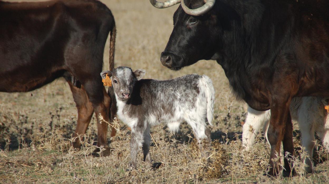 Imagen de la ganadería de toros del Ojailén y Javier Gallego