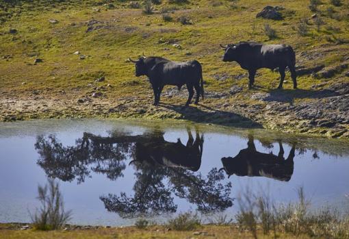El reflejo de dos bravos