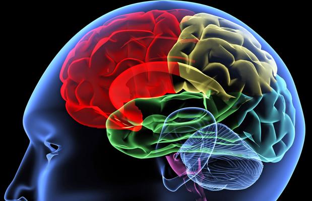 Los enigmas del cerebro