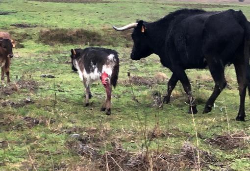La vaca madre custodia a un becerro herido en la finca de Victoriano del Río