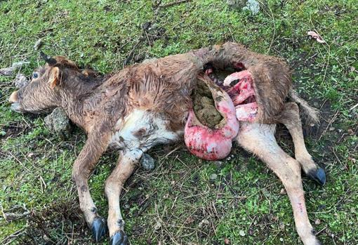 Parafraseando al Niño de la Capea: «Esto es lo que hace el lobo...»