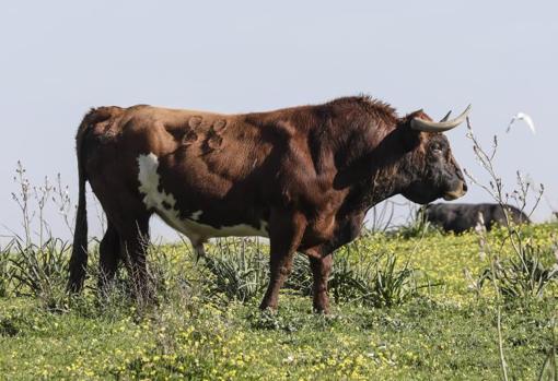 Un miura de bella lámina