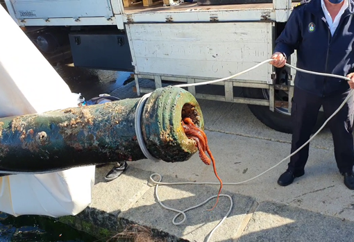 El pulpo decidió abandonar el cañón cuando salió del agua