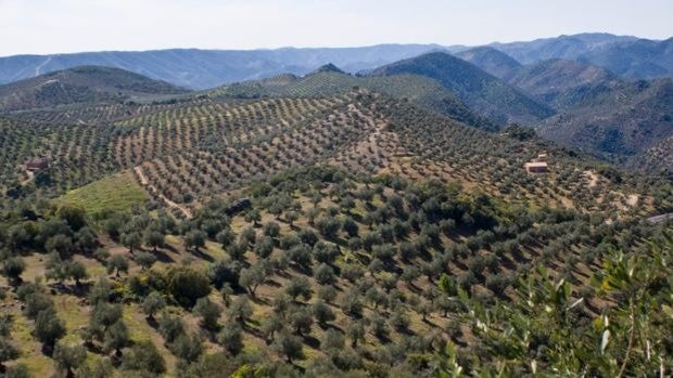 El paisaje del olivar en Andalucía, candidato a Patrimonio Mundial de la Unesco