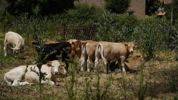 Medio millón de euros para las ganaderías bravas de la provincia de Zaragoza