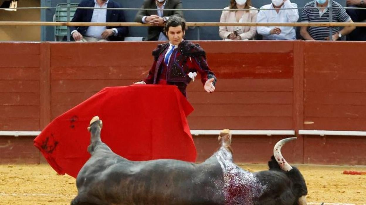 Morante de la Puebla observa contrariado la caída de su primer toro de Garcigrande en Vistalegre